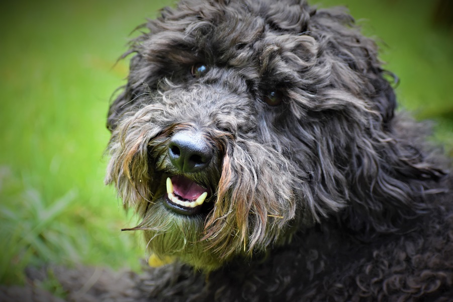 Caitlin's dog, Louis - Senior Winner of the Animal Portrait Photography Competition 2020!